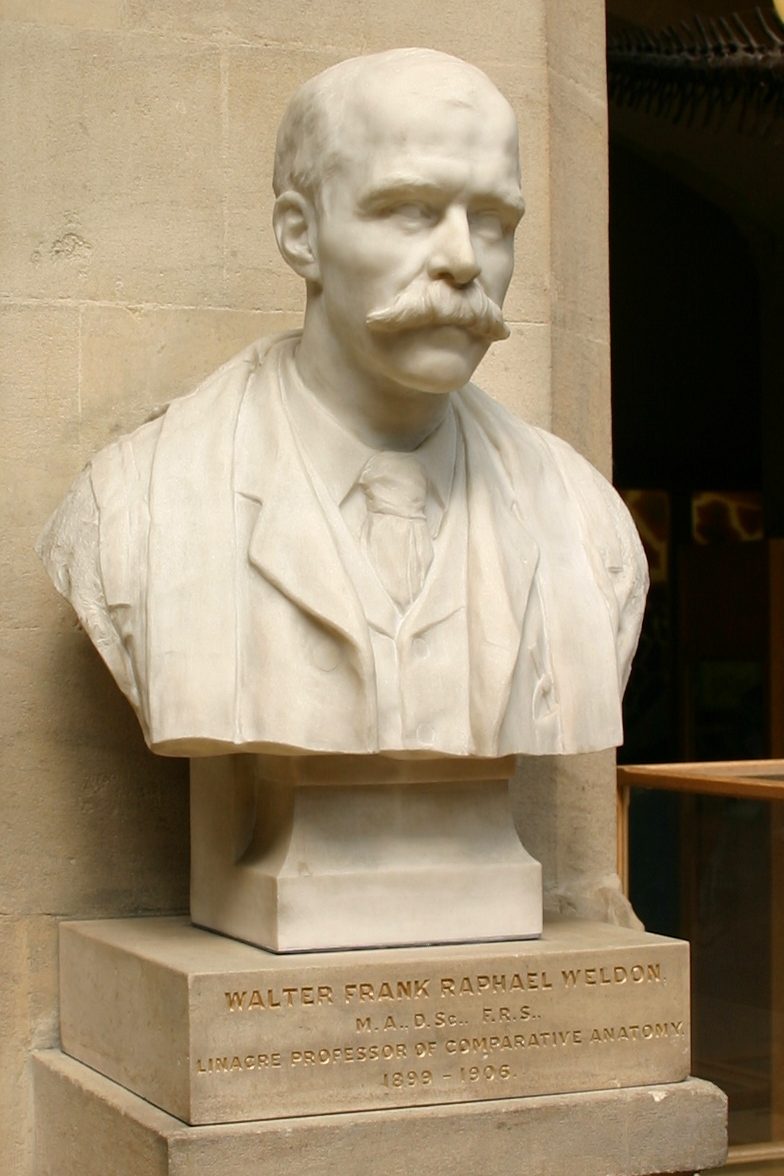 Walter Frank Raphael Weldon's bust, Oxford University Museum of Natural History, Oxford - 02.JPG
